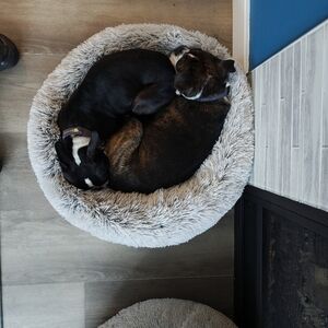 UGG Australia 3195 Aprelle Convertible Shearling Wedge Black 7.5